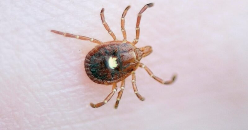 1st death linked to alpha-gal syndrome, a meat allergy spread by ticks, reported in N.J., researchers say